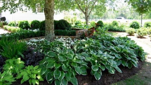 Какие растения можно посадить в тени. Особенности 04 Какие растения можно посадить в тени. Особенности 04