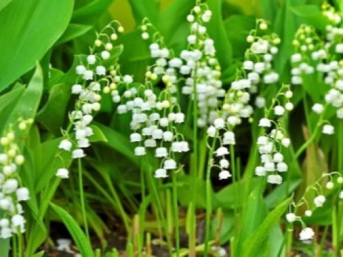 Какие растения можно посадить в тени. Особенности 03 Какие растения можно посадить в тени. Особенности 03