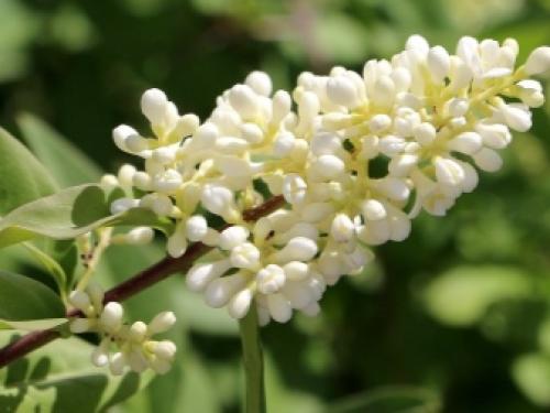 Какие растения можно посадить в тени. Особенности 05 Какие растения можно посадить в тени. Особенности 05