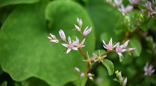 Какие растения можно посадить в тени. Особенности 12 Какие растения можно посадить в тени. Особенности 12
