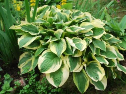 Какие растения можно посадить в тени. Особенности 02 Какие растения можно посадить в тени. Особенности 02