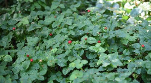 Какие растения можно посадить в тени. Особенности 14 Какие растения можно посадить в тени. Особенности 14