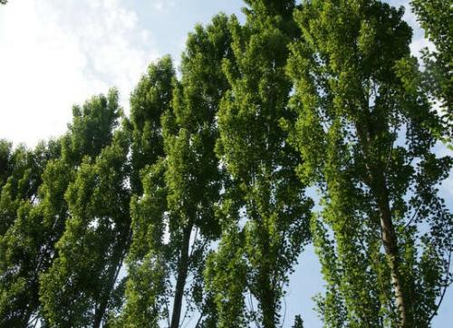 10 быстрорастущих растений для украшения вашего сада. 