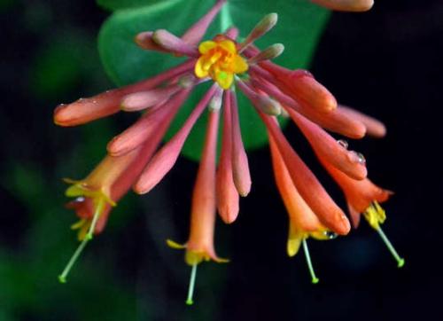 10 быстрорастущих растений для украшения вашего сада. 