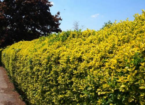 10 быстрорастущих растений для украшения вашего сада. 