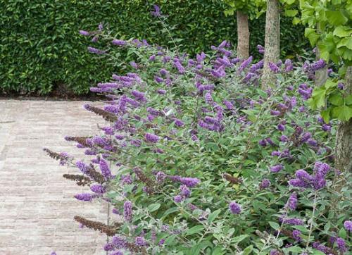 10 быстрорастущих растений для украшения вашего сада. 