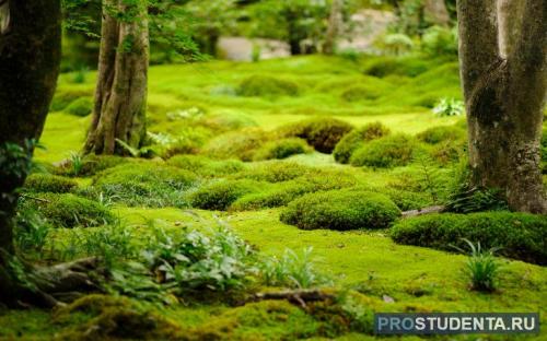 Характеристика основных групп растений. Основные экологические группы растений 01 Характеристика основных групп растений. Основные экологические группы растений 01