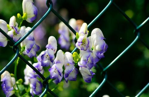 Лианы-многолетники для дачи и сада. Популярные виды