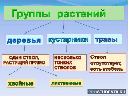 Характеристика основных групп растений. Основные экологические группы растений 02 Характеристика основных групп растений. Основные экологические группы растений 02
