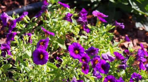 Описание и виды калибрахоа. Калибрахоа: особенности, посадка и выращивание цветка 02