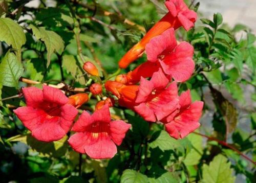 Какие садовые цветы похожи на петунию. Оригинал или копия? 10 Какие садовые цветы похожи на петунию. Оригинал или копия? 10