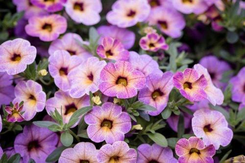 Калибрахоа виды. Калибрахоа (60 фото): виды, посадка и правильный уход