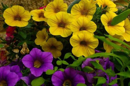 Калибрахоа виды. Калибрахоа (60 фото): виды, посадка и правильный уход