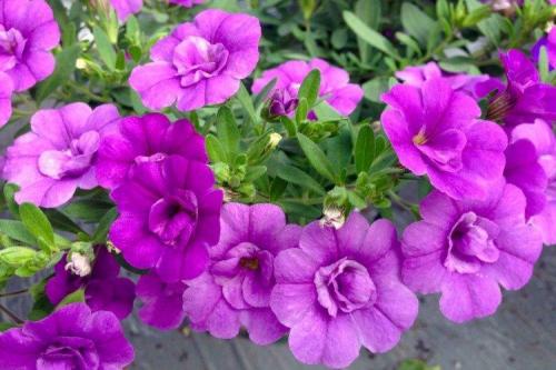 Калибрахоа виды. Калибрахоа (60 фото): виды, посадка и правильный уход