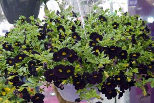 Калибрахоа виды. Калибрахоа (60 фото): виды, посадка и правильный уход