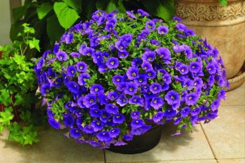 Калибрахоа виды. Калибрахоа (60 фото): виды, посадка и правильный уход