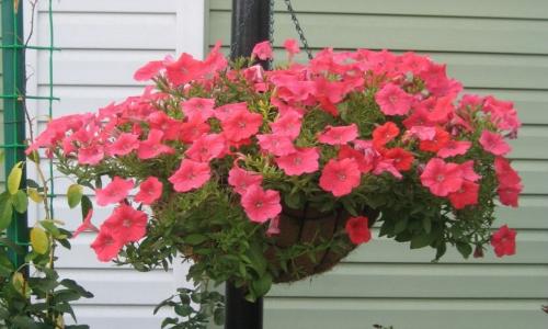 Комнатный цветок похожий на петунию. Цветы, похожие на петунию: сходства и различия