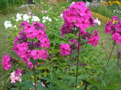 Какие садовые цветы похожи на петунию. Оригинал или копия? 13 Какие садовые цветы похожи на петунию. Оригинал или копия? 13