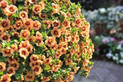 Калибрахоа виды. Калибрахоа (60 фото): виды, посадка и правильный уход