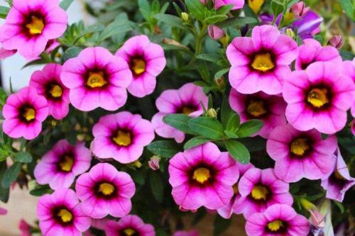 Калибрахоа виды. Калибрахоа (60 фото): виды, посадка и правильный уход