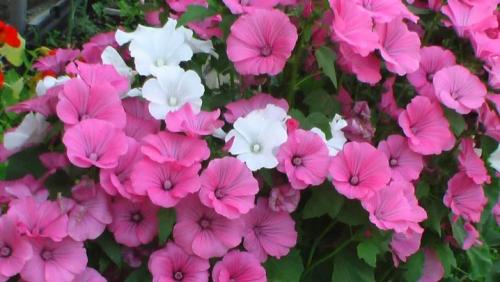 Какие садовые цветы похожи на петунию. Оригинал или копия? 06 Какие садовые цветы похожи на петунию. Оригинал или копия? 06