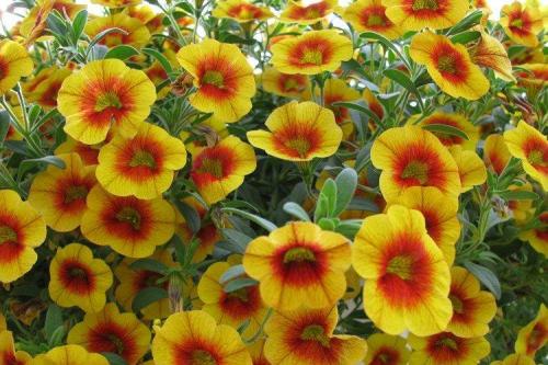 Калибрахоа виды. Калибрахоа (60 фото): виды, посадка и правильный уход