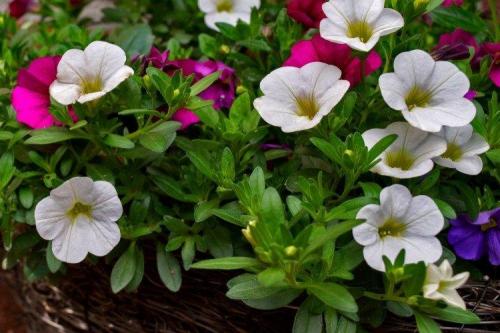 Калибрахоа виды. Калибрахоа (60 фото): виды, посадка и правильный уход