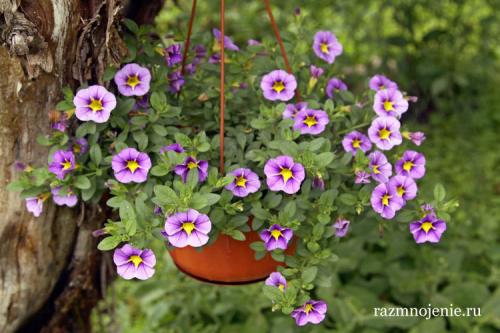 Калибрахоа зимовка. Сорта Калибрахоа. Его отличие от петунии