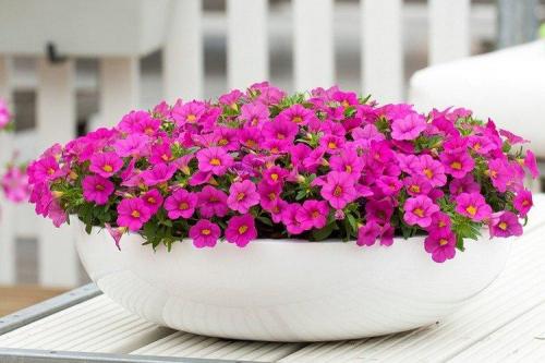 Калибрахоа виды. Калибрахоа (60 фото): виды, посадка и правильный уход