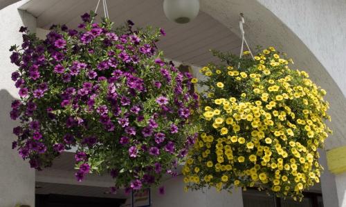 Комнатный цветок похожий на петунию. Цветы, похожие на петунию: сходства и различия