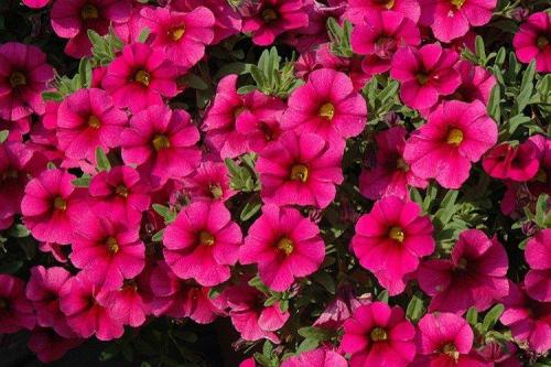 Калибрахоа виды. Калибрахоа (60 фото): виды, посадка и правильный уход