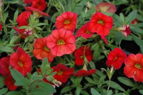 Калибрахоа виды. Калибрахоа (60 фото): виды, посадка и правильный уход