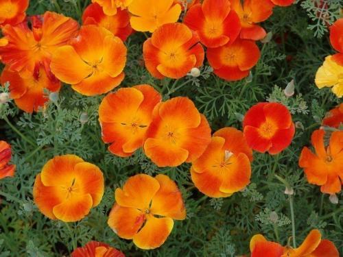 Альтернатива петунии. Калибрахоа, годеция и другие возможные альтернативы популярной петунии