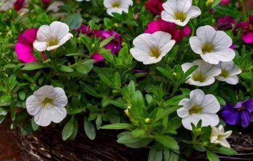 Альтернатива петунии. Калибрахоа, годеция и другие возможные альтернативы популярной петунии