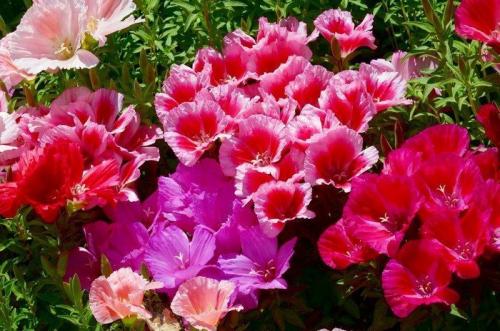 Альтернатива петунии. Калибрахоа, годеция и другие возможные альтернативы популярной петунии