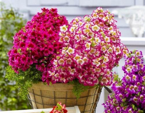 Альтернатива петунии. Калибрахоа, годеция и другие возможные альтернативы популярной петунии