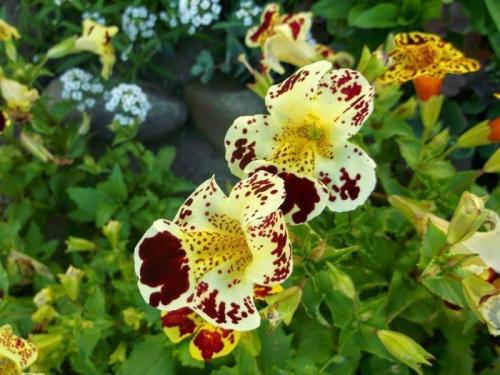 Альтернатива петунии. Калибрахоа, годеция и другие возможные альтернативы популярной петунии