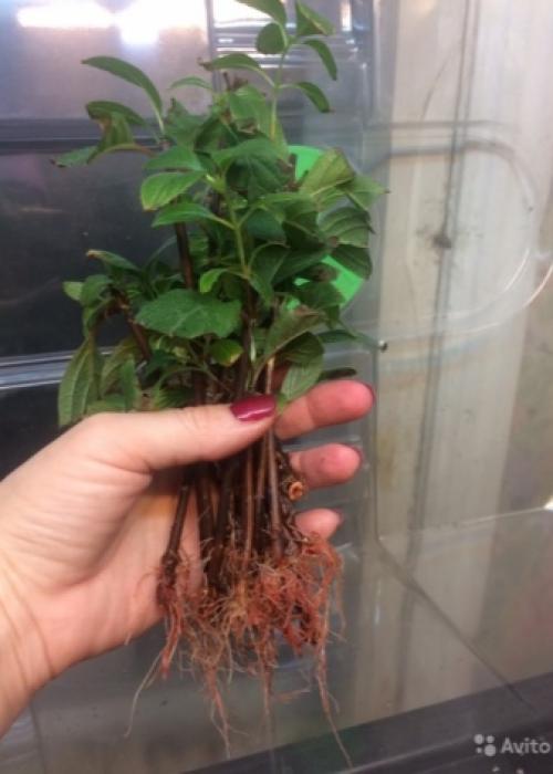 Комнатный цветок похожий на петунию. Цветы, похожие на петунию: сходства и различия 05