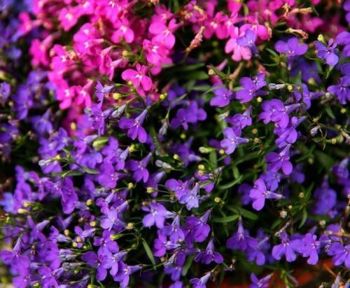 Альтернатива петунии. Калибрахоа, годеция и другие возможные альтернативы популярной петунии