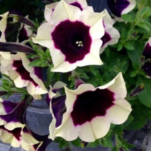 Комнатный цветок похожий на петунию. Цветы, похожие на петунию: сходства и различия 03