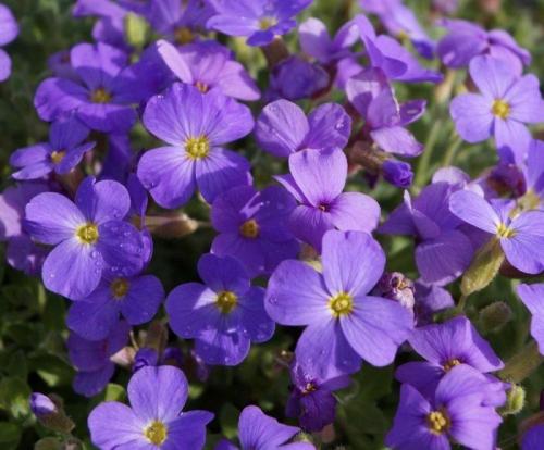 Альтернатива петунии. Калибрахоа, годеция и другие возможные альтернативы популярной петунии