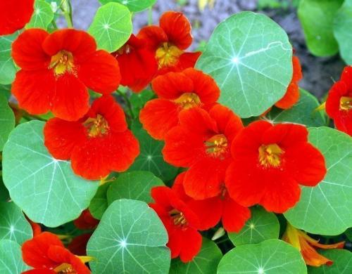 Альтернатива петунии. Калибрахоа, годеция и другие возможные альтернативы популярной петунии