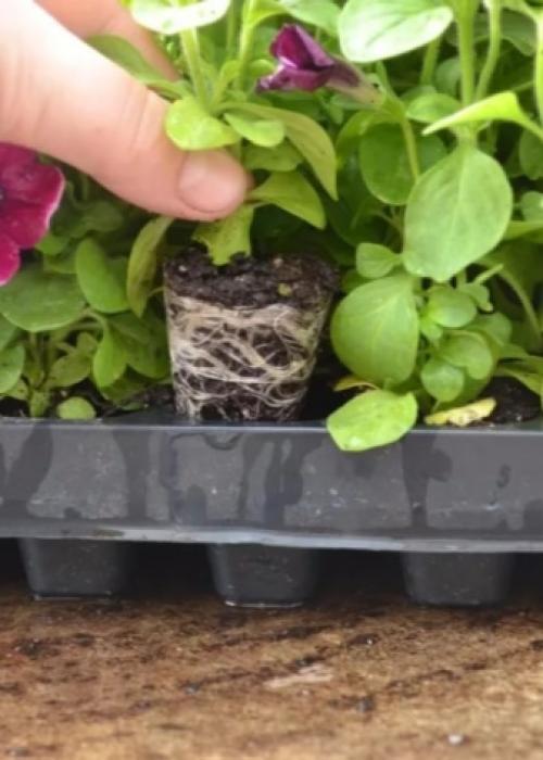 Комнатный цветок похожий на петунию. Цветы, похожие на петунию: сходства и различия 04