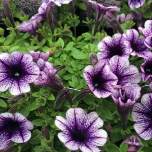 Комнатный цветок похожий на петунию. Цветы, похожие на петунию: сходства и различия 02