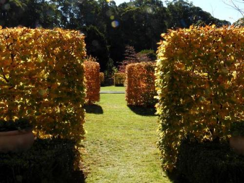 Быстрорастущие растения для забора. В чем особенности быстрорастущих живых изгородей