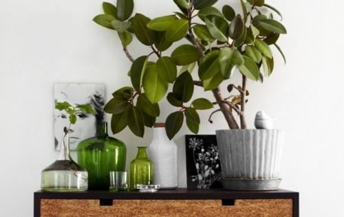 Самое быстрорастущее комнатное растение. Растения-торопыги и их уникальные способности