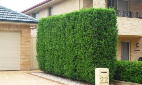 Морозостойкие кустарники для живой изгороди. 8 морозоустойчивых кустарников для живой изгороди