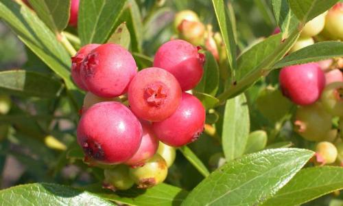 Морозостойкие кустарники для живой изгороди. 8 морозоустойчивых кустарников для живой изгороди