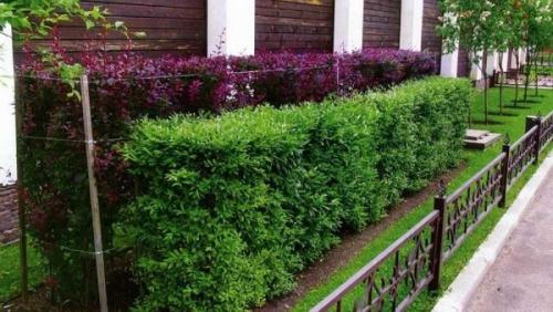 Живая изгородь: виды. Виды живых изгородей и растения для них