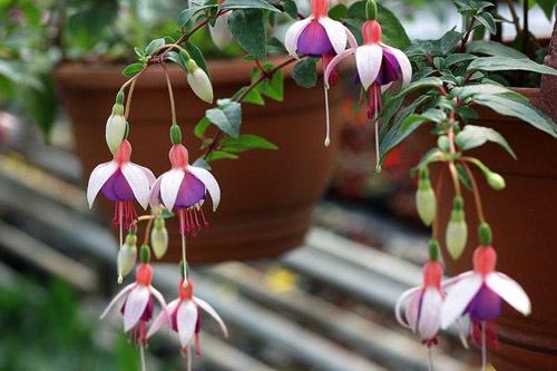 8 красиво цветущих цветов. Самые красивые цветы, цветущие в конце лета и осенью: летники, двулетники и многолетники 10 8 красиво цветущих цветов. Самые красивые цветы, цветущие в конце лета и осенью: летники, двулетники и многолетники 10